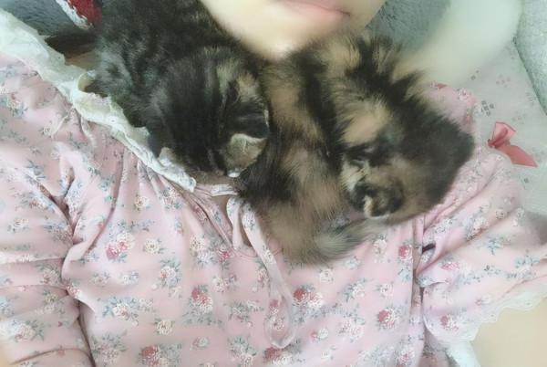 貓瘟後該如何為貓咪調理呢？飲食和腸道護理很重要