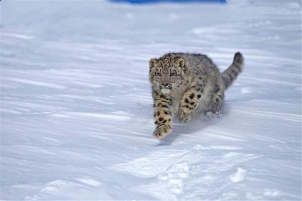 青海發現1只雪豹，零下10℃趴冰上難以行動，用了6小時才救起它