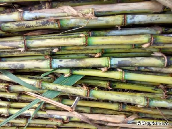 畝產30噸，植株高7米，可以連續收割15年，巨菌草如何栽培？