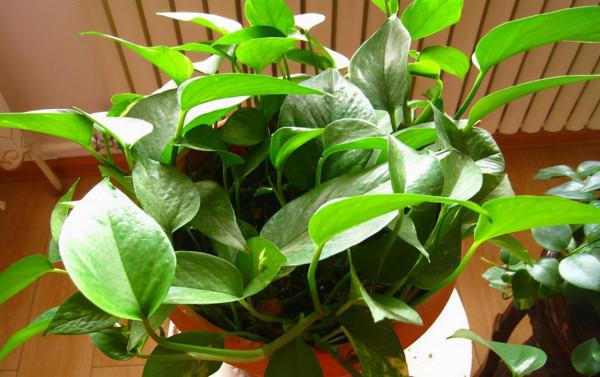 4種花是“養人花”！能吸廢氣造氧氣！室內室外都能養