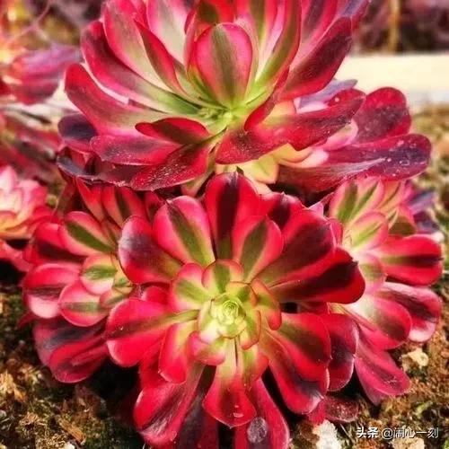 分享——不一樣的多肉