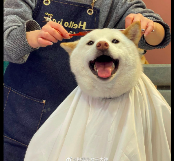 狗狗理髮前還是笑容滿面，理髮後卻連正眼都不看自己：再也不來了