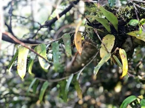 「普洱茶山行」乾貨分享賀開古樹普洱茶蘭香撲面何處來? 「普洱茶山行」乾貨分享賀開古樹普洱茶蘭香撲面何處來?