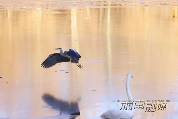 肅南：國家二級野生動物蒼鷺和白天鵝落腳肅南縣城
