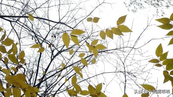 「水鄉之戀」魚獲 「水鄉之戀」魚獲