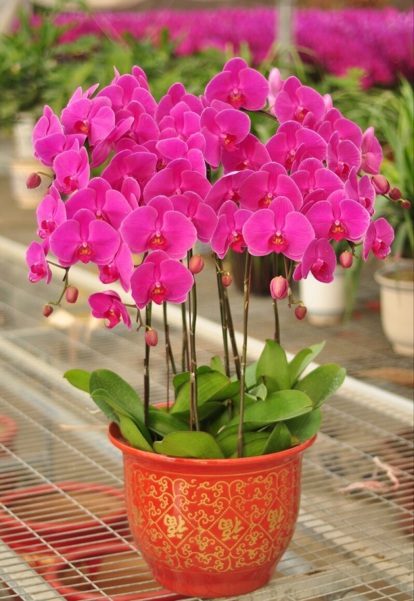 適合客廳養的5種漂亮花,喜慶大氣又吉祥,幸福感滿滿 適合客廳養的5種漂亮花,喜慶大氣又吉祥,幸福感滿滿