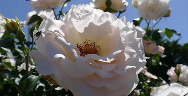 你不瞭解的薔薇花：代表愛的思念！具有詩人般的氣質