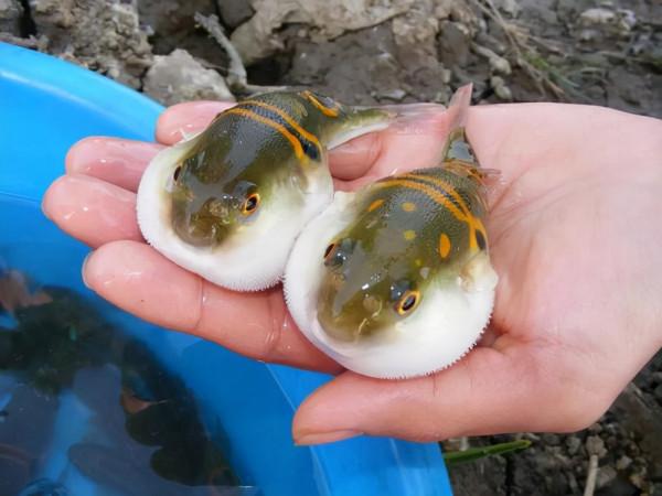 釣魚人之痛：這魚有毒！有毒魚類盤點及防範和補救