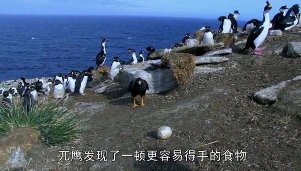 人類混入企鵝群后