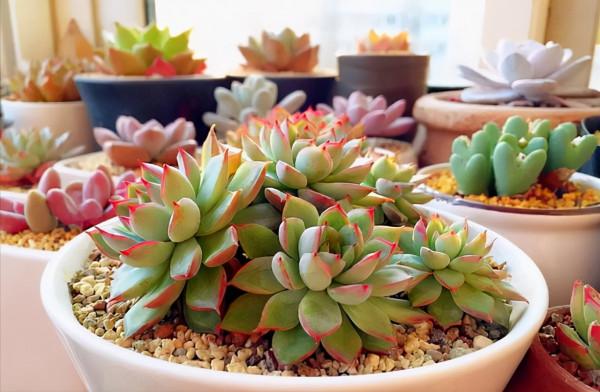 5種漂亮花，冬天“愛睡覺”，少水“缺糧”多曬曬才能長得好