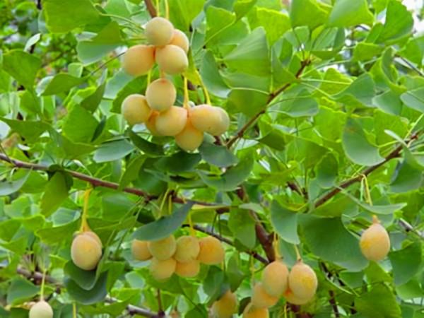 秋天的銀杏村 秋天的銀杏村