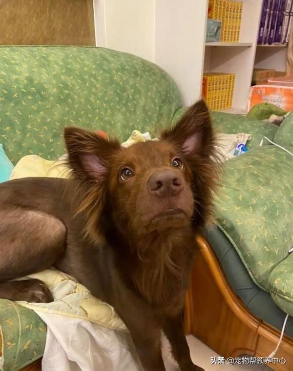 主人遛狗被警察攔截,警察:“這狗犯可愛罪,要拍照留底!” 主人遛狗被警察攔截,警察:“這狗犯可愛罪,要拍照留底!”