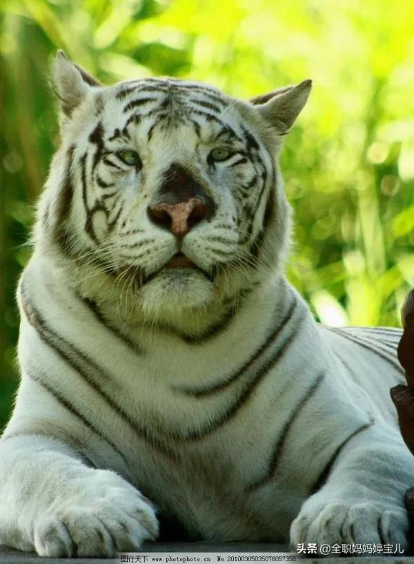 分享——白色的老虎