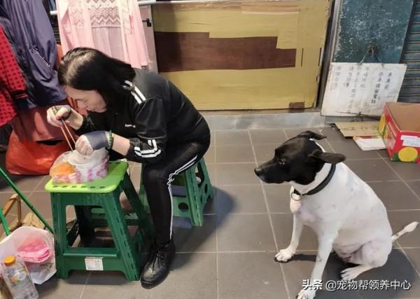 主人不檢討自己的錯誤,狗狗只能自食其力:我要到別家看吃的... 主人不檢討自己的錯誤,狗狗只能自食其力:我要到別家看吃的...