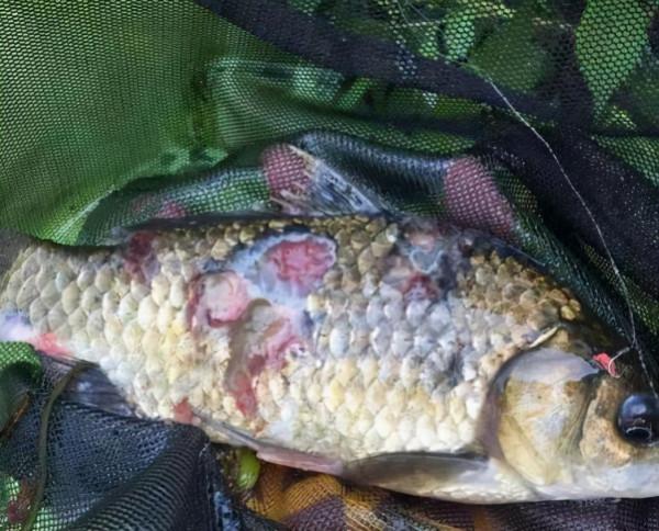 請停止食用這5種魚,可能含有甲醛和重金屬,建議轉給家人看看 請停止食用這5種魚,可能含有甲醛和重金屬,建議轉給家人看看