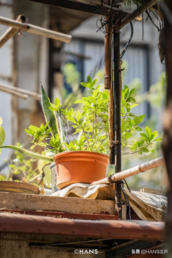 黃鶴樓下的人間煙火，蛇山上的神奇武昌