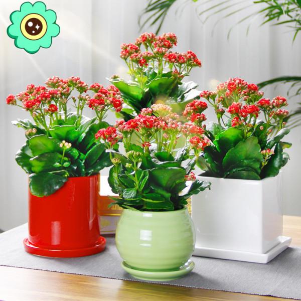 需要“窮養”的三種花，用小盆少澆水，才能養得“長長久久”