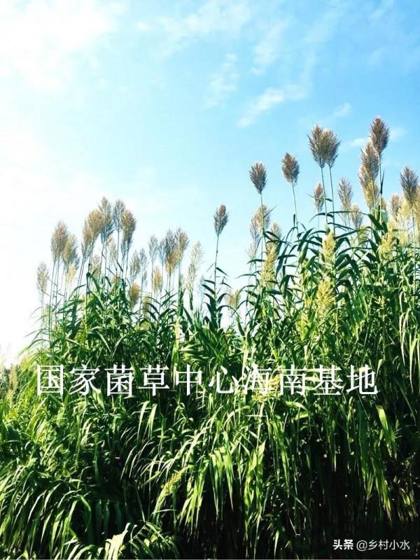 植株最高可達10米,畝產25噸,綠洲一號種植一次可以收割20年 植株最高可達10米,畝產25噸,綠洲一號種植一次可以收割20年