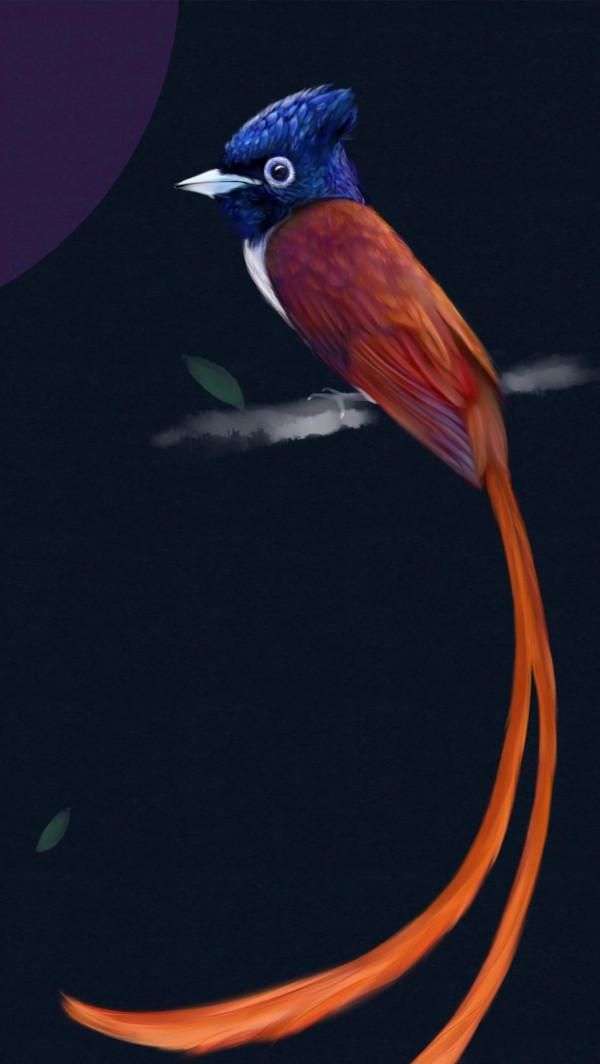 鷓鴣天、綬帶鳥/續詩人讓水河《壽帶鳥》