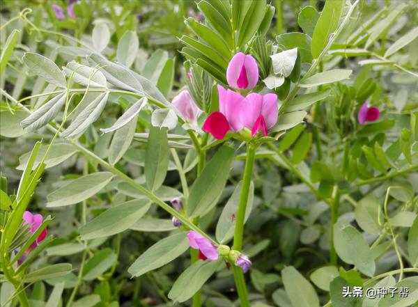 箭筈豌豆，一種耐寒、耐旱、耐瘠薄的高效綠肥，看是如何栽培的？