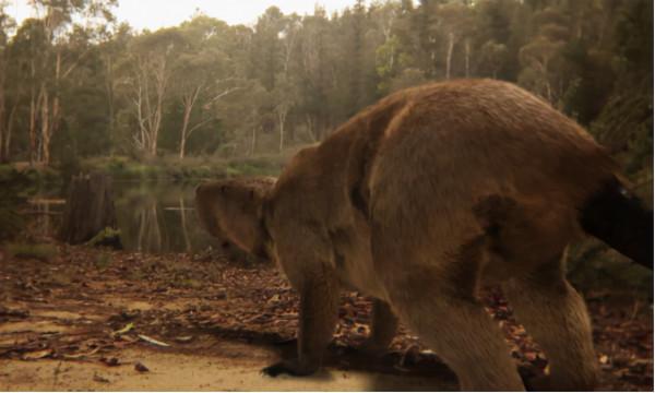 史前動物廣翅鱟：專吃海洋“浮屍”，4億年前最先登陸地面的動物