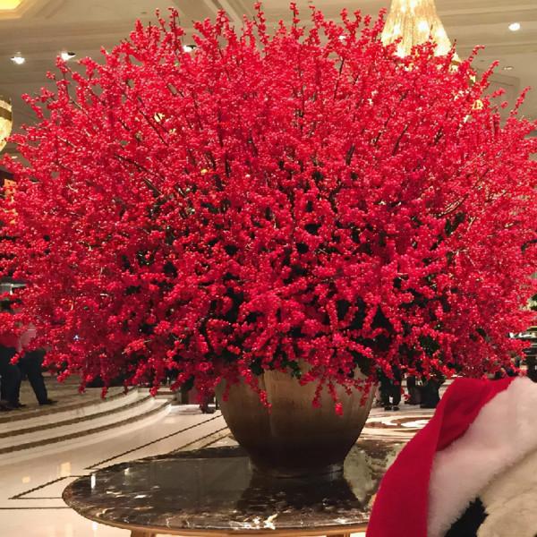 8種“貴族花”，實在太奢侈，動輒上千元，家裡有礦才敢買