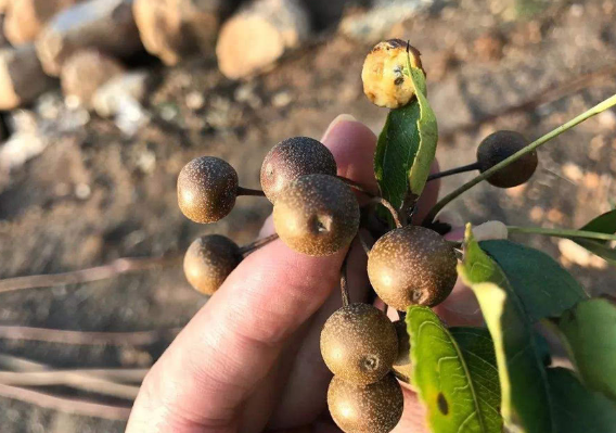 我國原生態的梨，俗稱“狗屎梨”，兒時只摘果吃，原來花也能吃