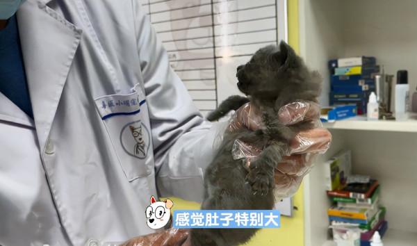 幼貓不排便主人帶去就醫,醫生只開了一劑藥:效果很不錯 幼貓不排便主人帶去就醫,醫生只開了一劑藥:效果很不錯