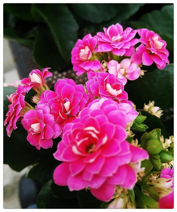 昨夜東風送小花，今朝春色樂全家