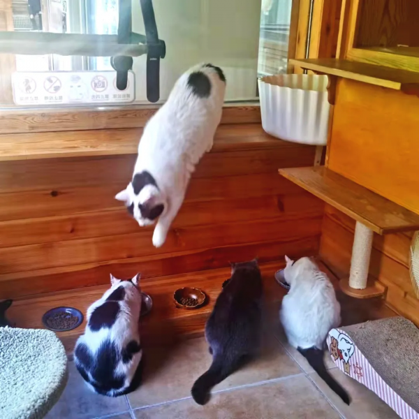 大阿寶：“斜槓青年”歡樂多