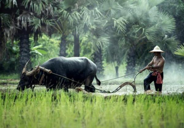 印度“牛糞餅”一盒205元，經常賣到脫銷，究竟有什麼用處？