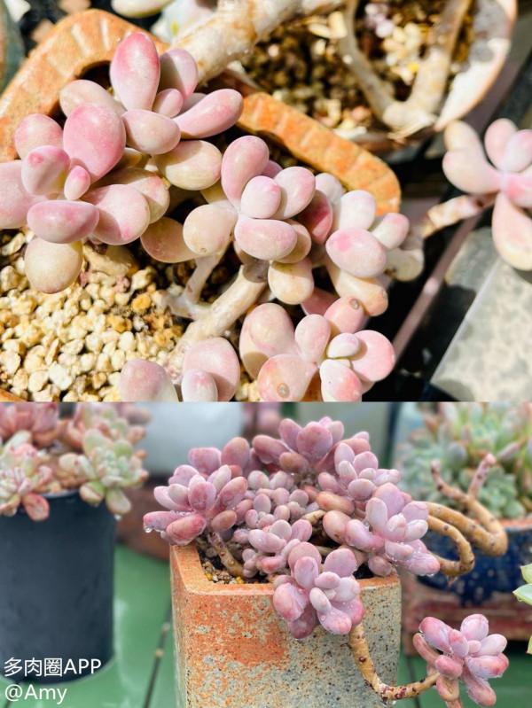 多肉控養成功逆襲，華麗變身真好看！試試這些控養大法