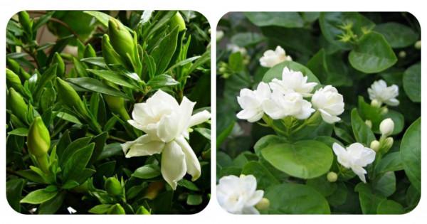 100種常見植物圖鑑,出門識花不再難,適合給小孩子做科普範文 100種常見植物圖鑑,出門識花不再難,適合給小孩子做科普範文