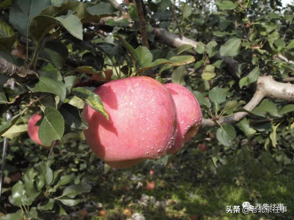 良心價!西集鎮脆甜的頭茬蘋果上市啦!採摘持續至10月底!快來吧 良心價!西集鎮脆甜的頭茬蘋果上市啦!採摘持續至10月底!快來吧