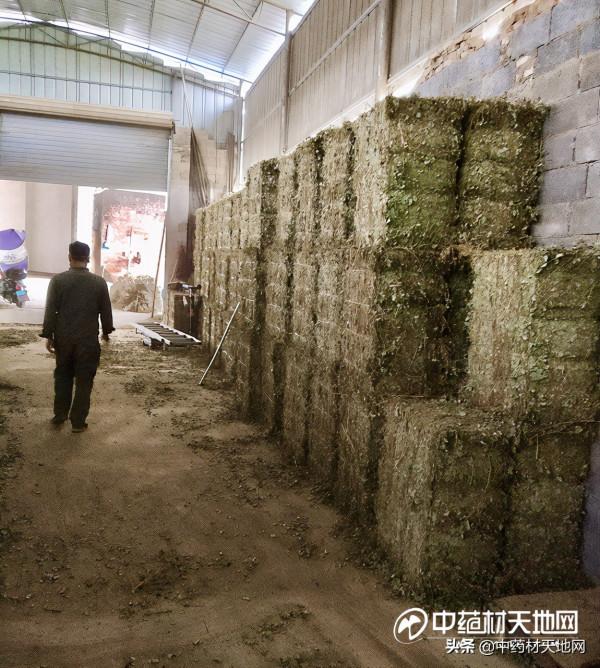 廣金錢草減產庫存空價揚 後市依然可期 廣金錢草減產庫存空價揚 後市依然可期