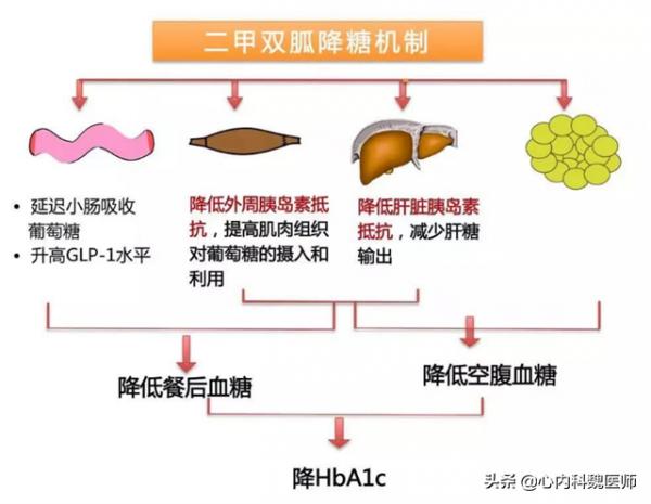 每天吃二甲雙胍，為什麼血糖降不下來，也許是吃法錯了