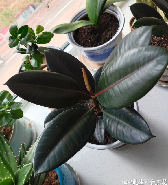 家裡光不好，就養10種耐陰綠植，葉子比花還要美