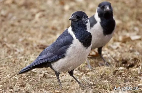 魚沒釣到撿了只怪鳥,江蘇一男子直接送到了派出所,網友:聰明 魚沒釣到撿了只怪鳥,江蘇一男子直接送到了派出所,網友:聰明