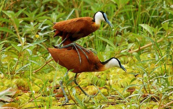 腳趾特別長的兩種動物，它們還挺有特點的，說不定你還見到過