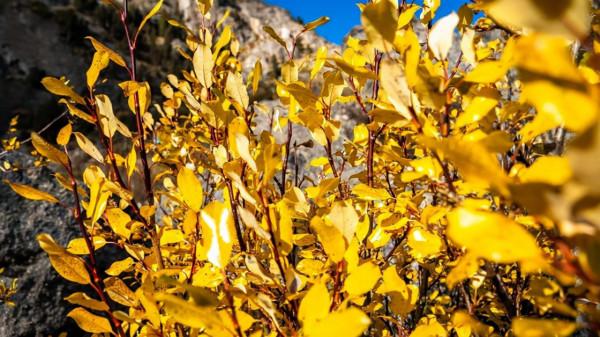 川西海拔最高最大最藍的海子——亞莫措根