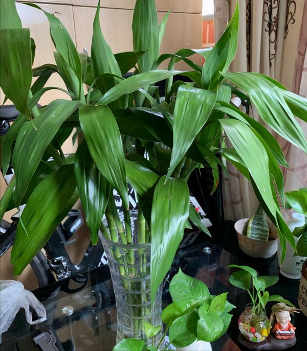 7種&OpenCurlyDoubleQuote;喜水花&rdquo;，不怕手賤澆不爛，天天泡水裡，長得肥大愛開花