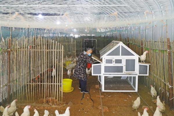 上坳村的蛋雞真&OpenCurlyDoubleQuote;闊氣&rdquo;：聽音樂 吃草藥