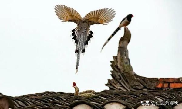 青鳥究竟是一種怎樣的鳥？除了給西王母送信，它的文化內涵是什麼