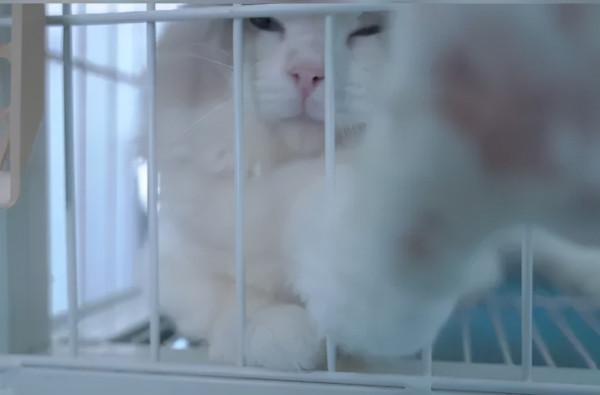 國產貓糧自建工廠和實驗室,經過實驗證明能美毛和幫助消化 國產貓糧自建工廠和實驗室,經過實驗證明能美毛和幫助消化