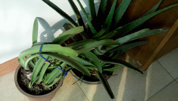 臥室裡養花，怕植物和人爭氧，睡眠越來越差，不如就試試這4樣