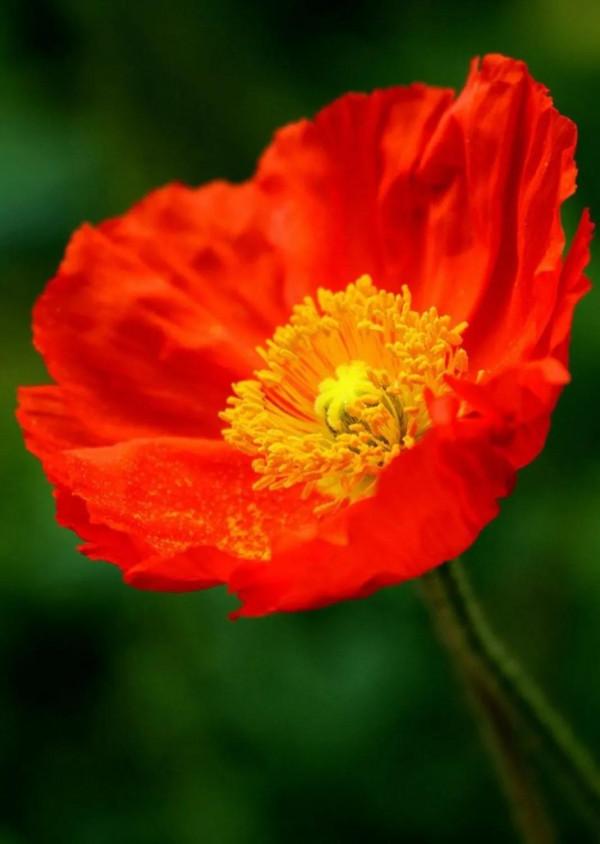 《虞美人》•虞美人