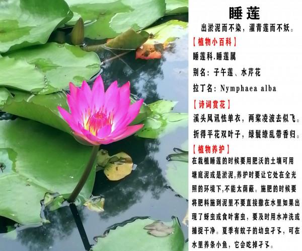 植物小百科第三期「龍血樹、鶴望蘭、睡蓮」 植物小百科第三期「龍血樹、鶴望蘭、睡蓮」