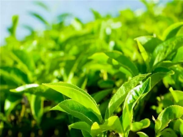 茶葉中的茶氨酸是什麼,它的保健功效又有哪些? 茶葉中的茶氨酸是什麼,它的保健功效又有哪些?