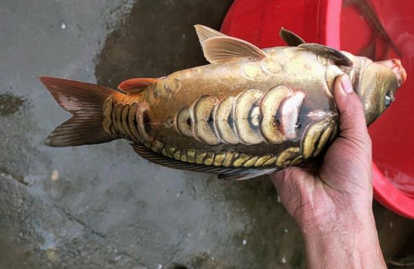 湖北男子釣回來了一條大魚，卻被全家人“嫌棄”，並要他把魚丟了