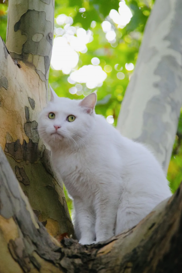 岳家槍和楊家槍能區分了嗎？